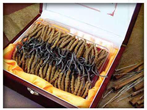 郧阳冬虫夏草回收